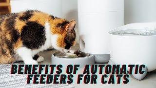 The Benefits of Automatic Feeders for Cats