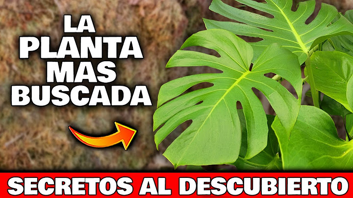 LA REINA de las PLANTAS! La COSTILLA de ADÁN o MONSTERA DELICIOSA y CUIDADOS | Plántala en tu Jardín