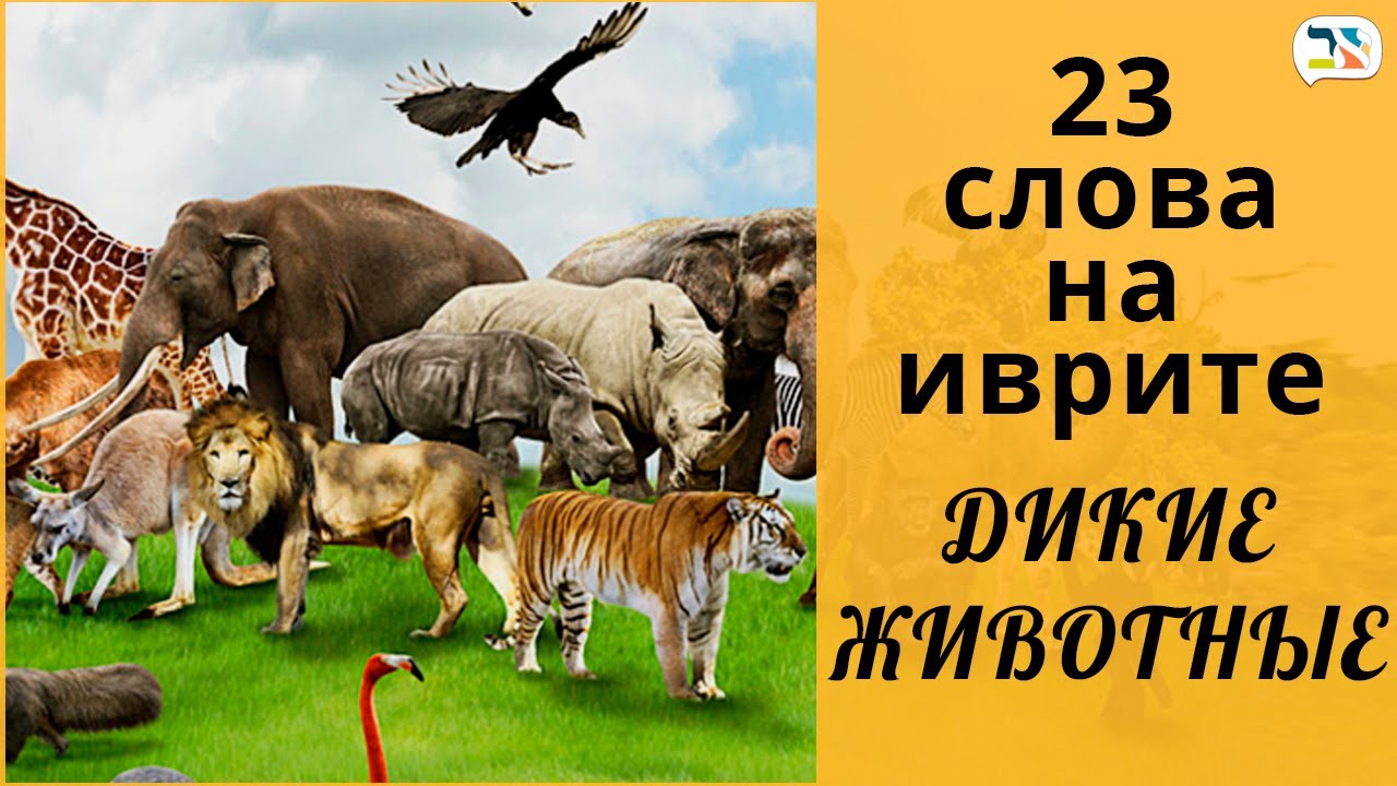 23 слова на иврите | ДИКИЕ ЖИВОТНЫЕ иврит: КРОКОДИЛ, РЫБА, ЛЕВ на иврите | Изучение иврита
