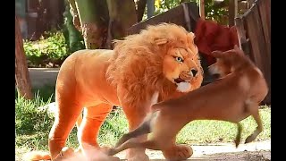 🤣Dog scared to fake Lion doll🤣 Funny animals video compilation