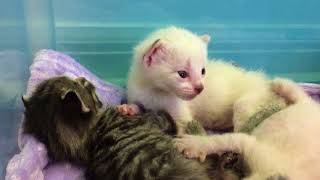 Baby Kittens! Eyes Open, Ears Closed!