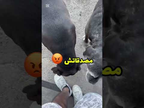 قالك إلى عضك شي كلب غادي تصوب الوراق