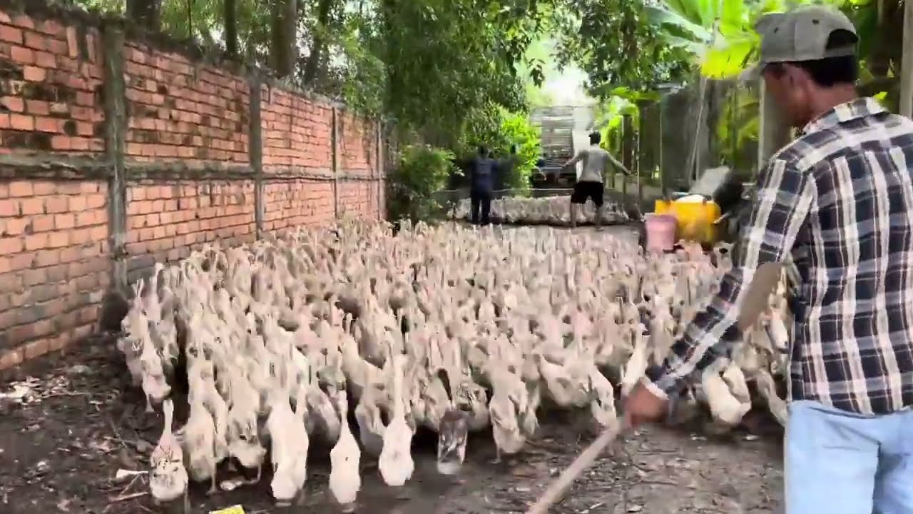 Full Video: Daily Life of Ducks Foraging in Fields and Being Transported by Trucks | Farm Life TV