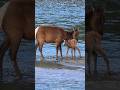 Elk Mum Swims to Return to Her Newborn Calf