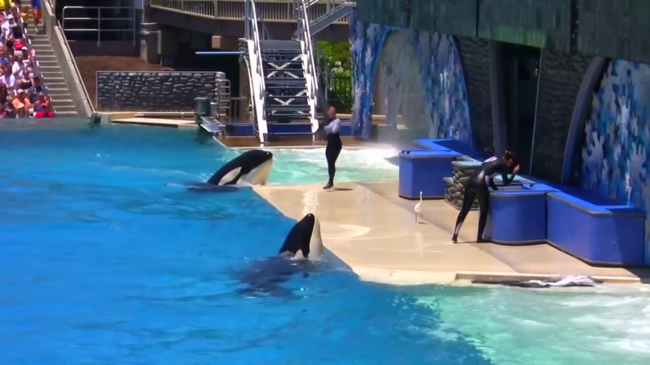 Seaworld SHAMU Killer Whale Show. - YouTube