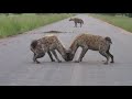 Excited Hyena sniffing the road in Kruger National Park South Africa