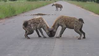 Excited Hyena sniffing the road in Kruger National Park South Africa