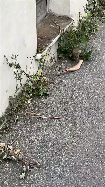 Rat Charges at Man Trying to Film It
