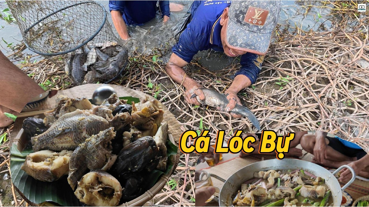 RUỘNG này còn CÁ LÓC GIÀ  | Út Phiêu Lưu