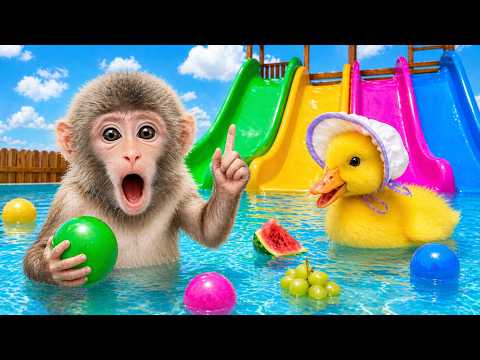 El mono Bibi juega y nada con lindos patitos 🐒🐤