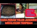 Cara Memeram Telur Jangkrik Media Pasir