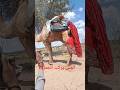 *الْفَتَى يَرْكَبُ الْجَمَلَ🤔🐪
