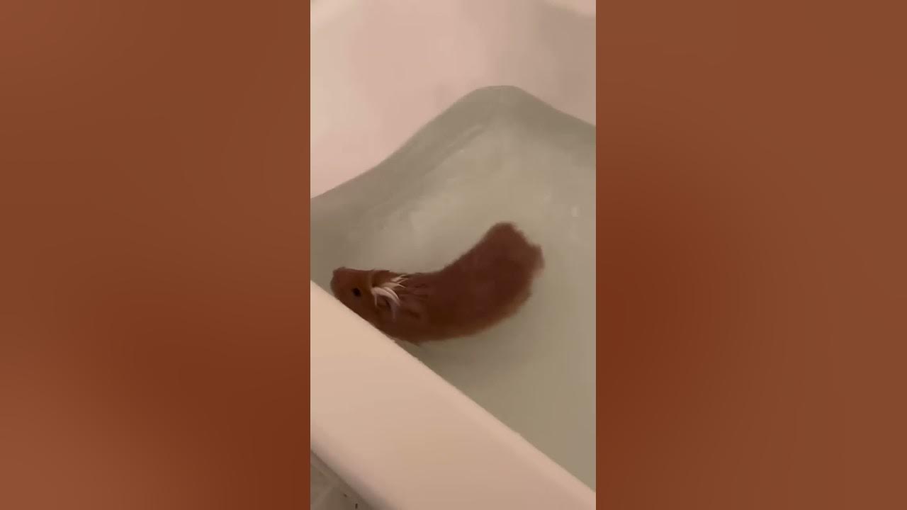 Guinea pigs swimming!! Cute #shorts