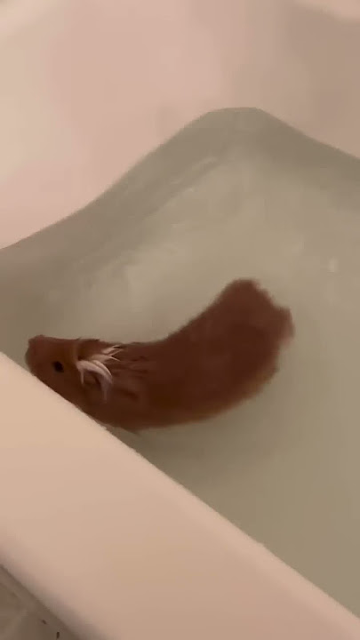 Guinea pigs swimming!! Cute #shorts