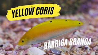 Yellow Coris barriga branca - Na prática by Aquário Marinho -Sem Grana 1,220 views 1 month ago 4 minutes, 22 seconds