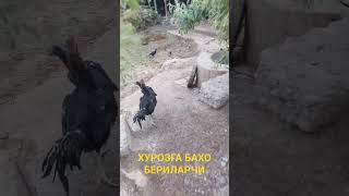 ПАРВОЗЛАР УЧУН...(ОХУНОВ ТВ)