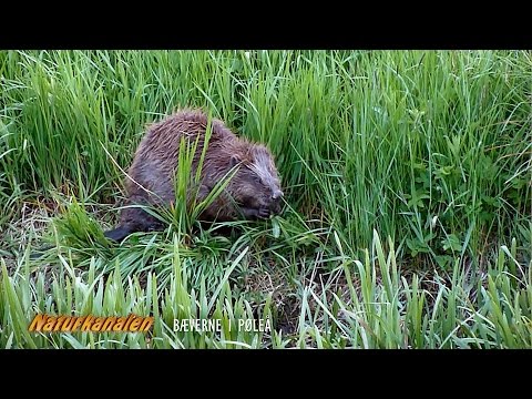 Video: Hvor længe var Matts far væk i Bæverens tegn?