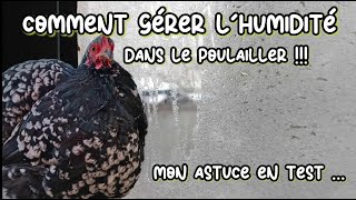 Poule pekin et Brahma que faire contre l'humidité dans les poulaillers !!!