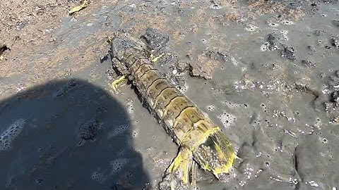 Tranh Thủ Nước Rút Hai Anh Em Lụt Tìm Mót Hải Sản Có Giá Trị Cao/Đat Nguyễn Cần Giờ 