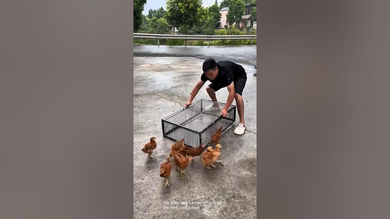Man tries to catch chickens in a cage youtube