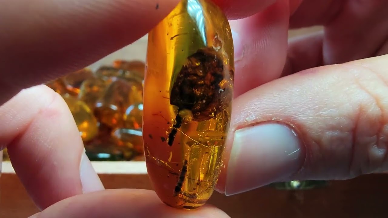 Dominican Republic Amber Collection