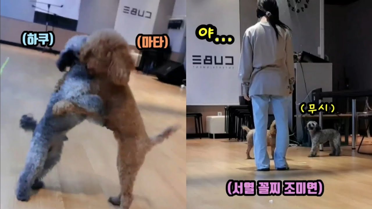 서열 꼴찌 미연을 무시하는 하쿠마타|(여자)아이들 미연 하쿠마타