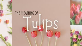 THE MEANING OF TULIPS | FLOWER MEANINGS #2