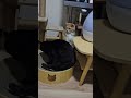 保護猫、幸吉と黒ちゃん#野良猫保護、救助#捨て猫#Stray cat rescue and protection #abandoned cats