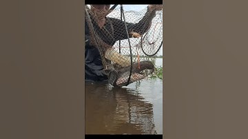 Thăm Lờ Dính Cá Trê Lai Khủng Đường Mương Kiếng #shorts #thămlờcá #cátrêlai #bắtcátrêlai