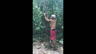 عجيب !!رجل يبلع من العمر 90 سنة يتسلق شجرة طويلة بكل سهولة