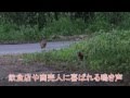 ちょっとこい、ちょっと来い(コジュケイ）