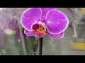 Орхидеи по 599 руб в Ленте 24 мая 2021 г. Пурпурный дождь, Претория, Пассионата ...