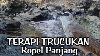 TERAPI TRUCUKAN BIAR BUNYI GACOR - TERAPI TRUCUKAN STRES