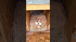 Collecting eggs from a flock of seven 🐓🫶🏼 #collectingeggs #chickens #chickeneggs