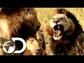 Most Savage Pack Of Lion Brothers | The Lions Of Sabi Sands