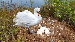 This Is How Mother Swan Laying Eggs And Hatching To Cute Babies