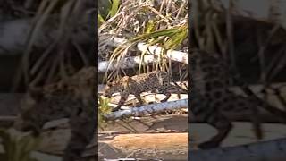 Jaguars crossing the Manu river