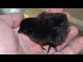 【衝撃】レアキャラ確定！黒の動物！