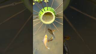 Download Lagu ✅Survival Skills: Unreal Fish 🐠 Trap with Just a Papaya! #bushcraft #camping #outdoor #survival MP3 Download Lagu ✅Survival Skills: Unreal Fish 🐠 Trap with Just a Papaya! #bushcraft #camping #outdoor #survival MP3