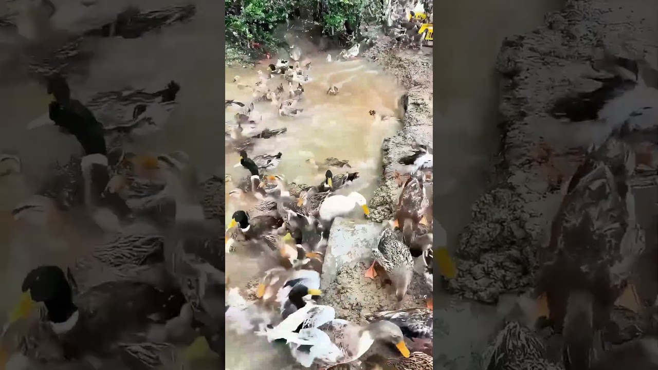 Duck Army's "Charge"! This Move Is So Impressive