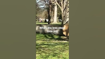 Thumbnail of When the tree stops tree-ing