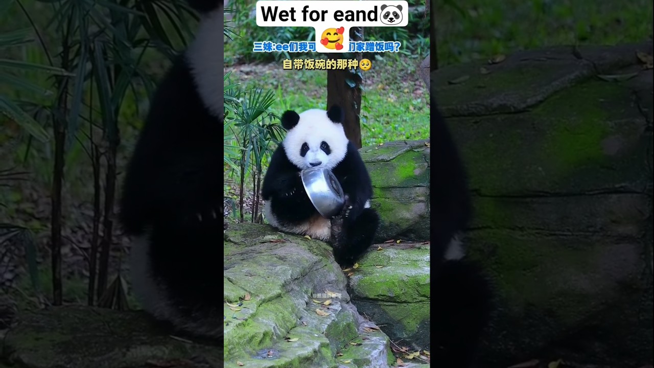 Just a Panda Being Adorable 🐼🥺