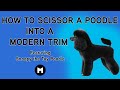 How to scissor a poodle in a modern trim