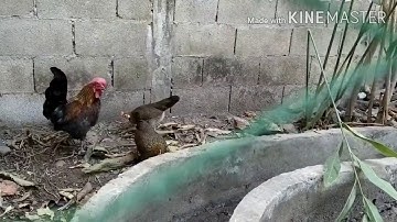 cais qaib dib noob qaib txaij lawm