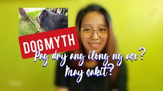 DOG MYTH: DRY ang ilong ng aso/ may sakit ba ito?|Vetlai