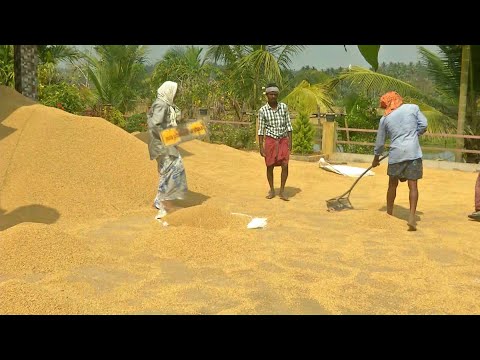 കാലാവസ്ഥാ വ്യതിയാനം; നഞ്ചകര്‍ഷകര്‍ക്ക് നഷ്ടകണക്കുകള്‍  | Wayanad |  Farmers