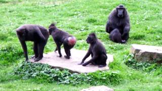 Sulawesi crested Macaques at Dublin Zoo by followhounds 11,010 views 13 years ago 1 minute, 20 seconds