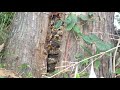 二本松市でスズメバチ駆除- 蜂の巣はどこにある？杉の樹洞のモンスズメバチ（Vespa crabro）の巣！