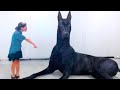15 Abnormally Large Dogs That Actually Exist