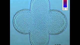 Self folding polymer film 1